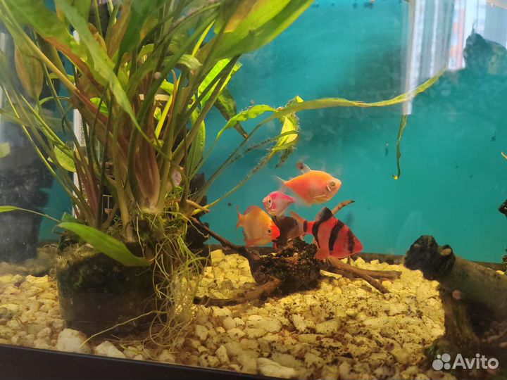 Аквариум с рыбками