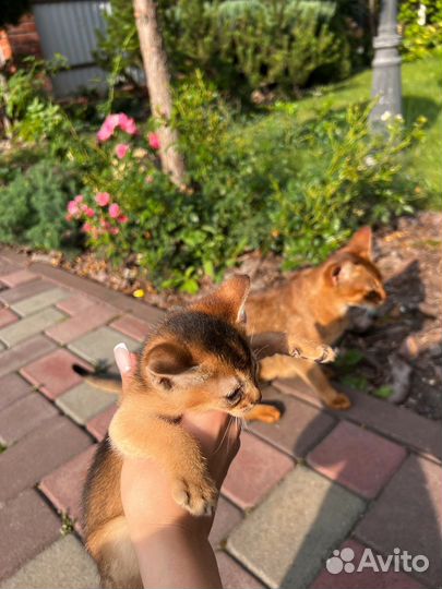 Абиссинские котята