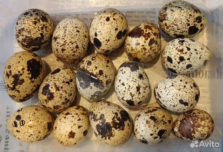 Яйца перепелиные