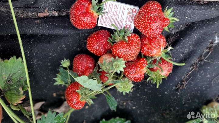 Рассада клубники