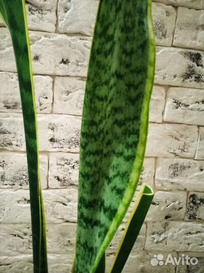 Сансевиерия сортовая