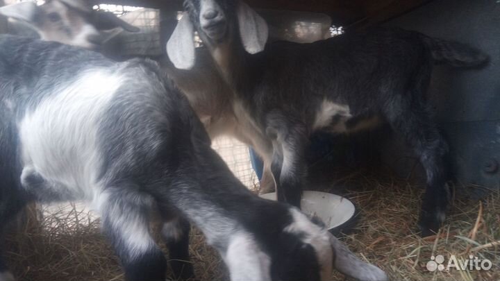 Козлята молочные