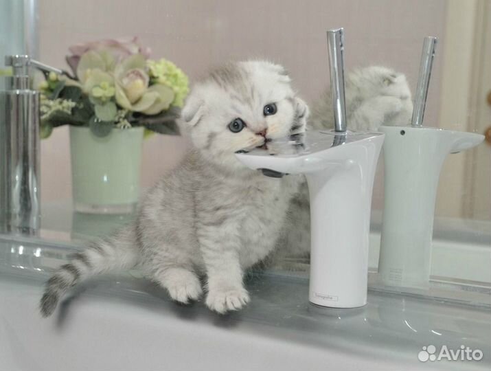 Шотландские серебристые котята