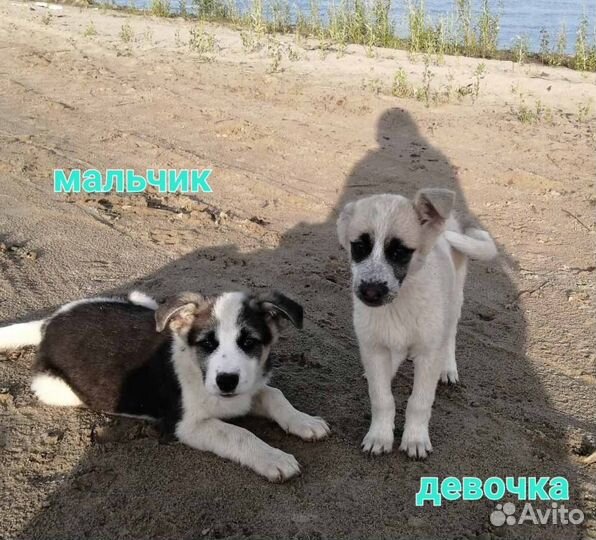 Щенки ищут дом