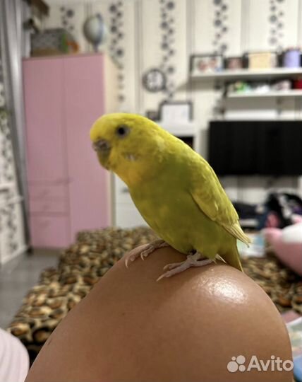 Волнистый попугай