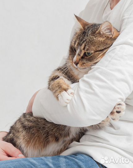 Гаврюша в поиске дома