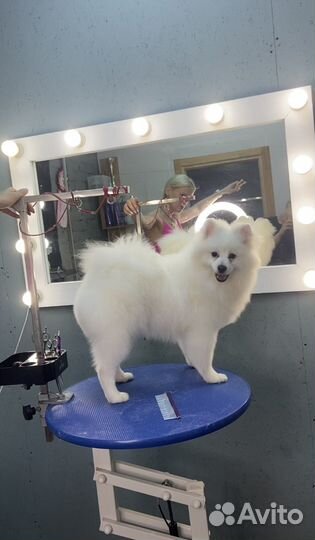 Груминг собак и кошек