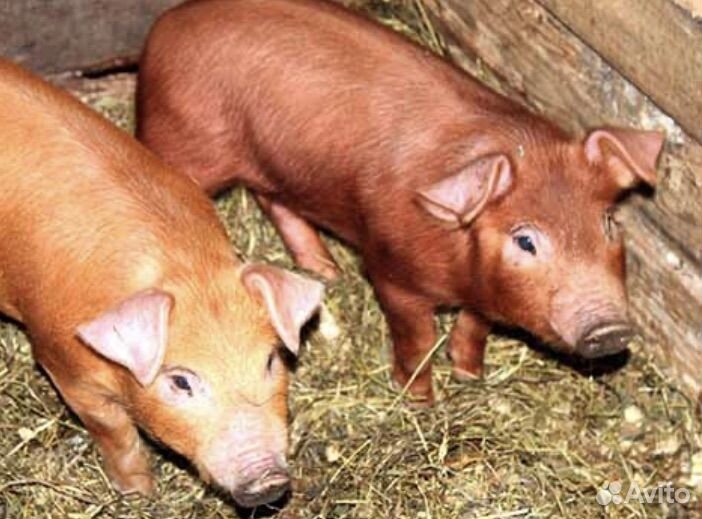 Поросята дюрок