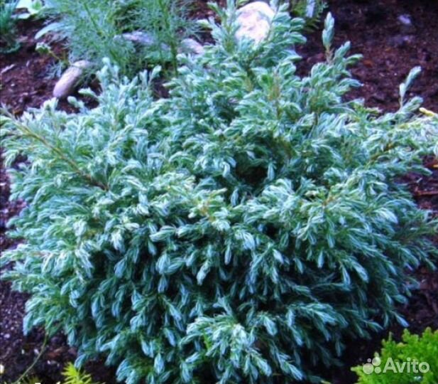 Кипарисовик Булевард горохоплодный