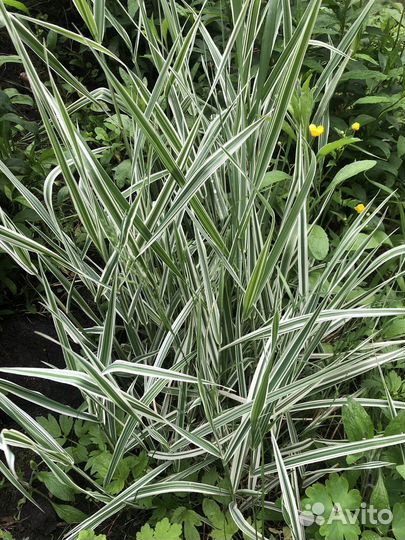 Многолетники