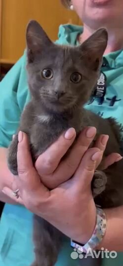 Русская голубая кошка