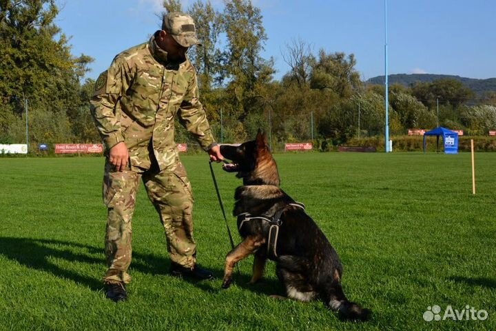 Дрессировка собак