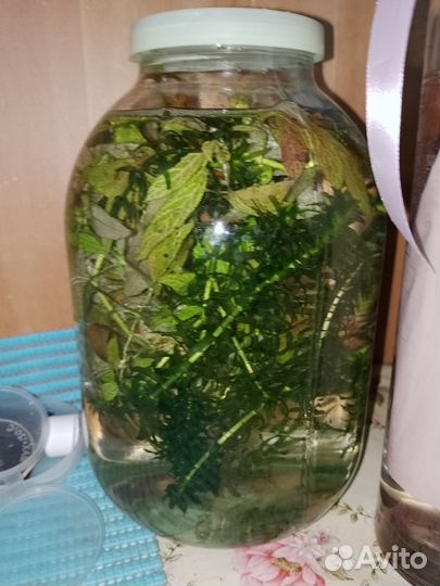 Аквариумные креветки вишня и растения