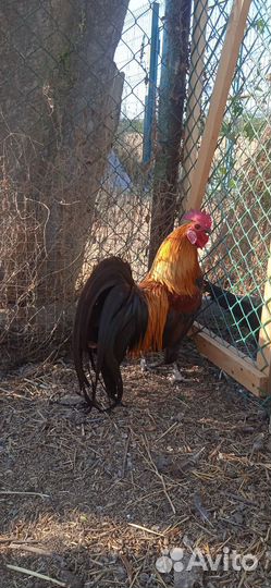 Петухи 