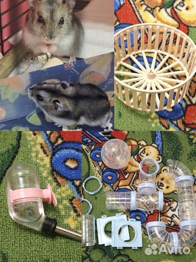 Джунгарский хомяк