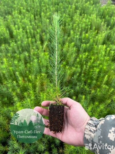 Сеянцы зкс Сосна окс Ель Лиственница Горная