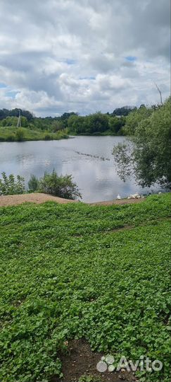 Продаю серых гусей