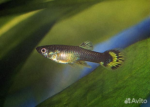 Аквариумные рыбки и растения