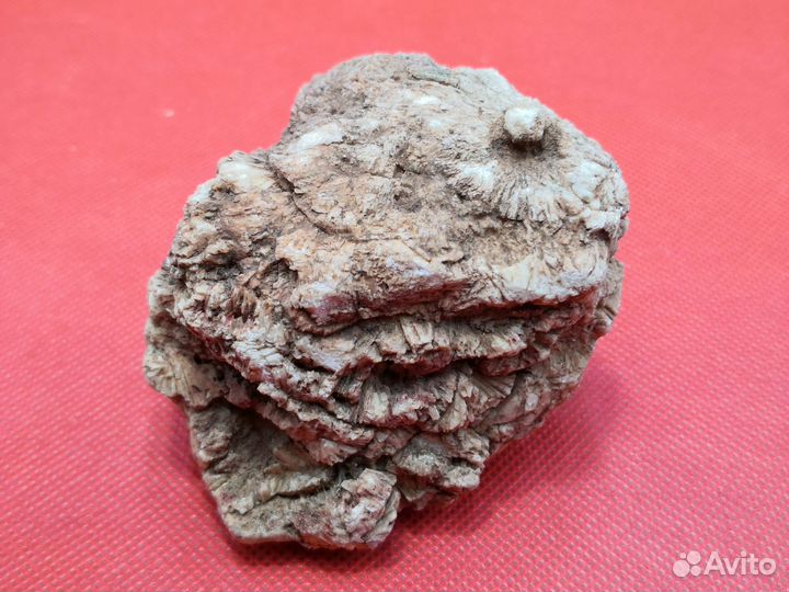 Окаменелости дна моря. Р.Аложа