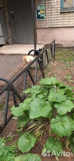 Кошки и котята в добрые руки