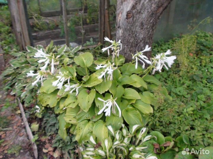 Садовые цветы и растения