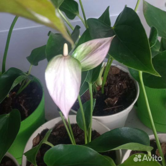 Растения До августа 25 неактуально