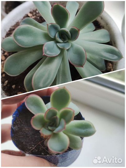 Суккуленты