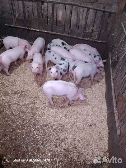 Поросята русская белая+пьетррен