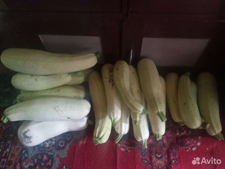 Кабачки домашние