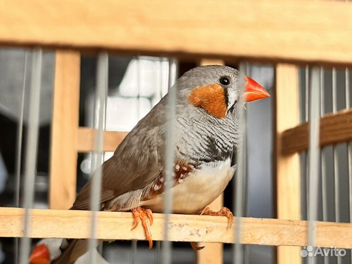 Зебровые амадины, в наличии