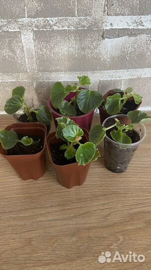 Бегония вечноцветущая махровая