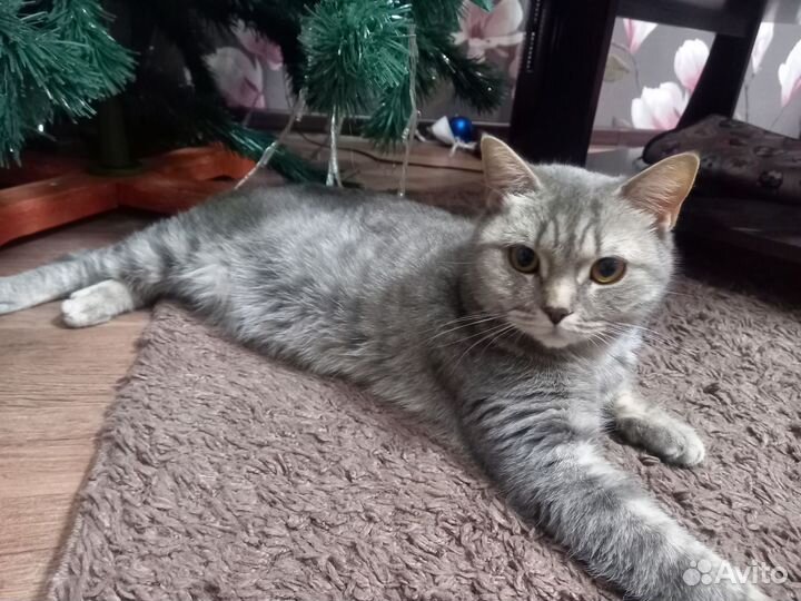 Британские котята
