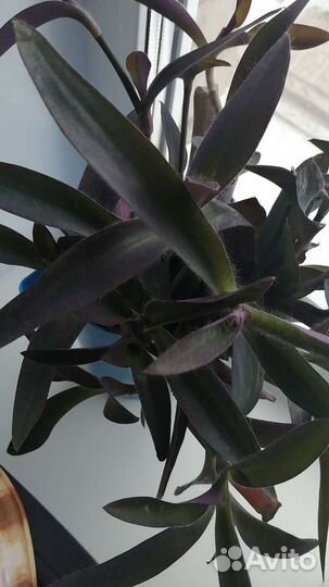 Традесканции 3 сорта