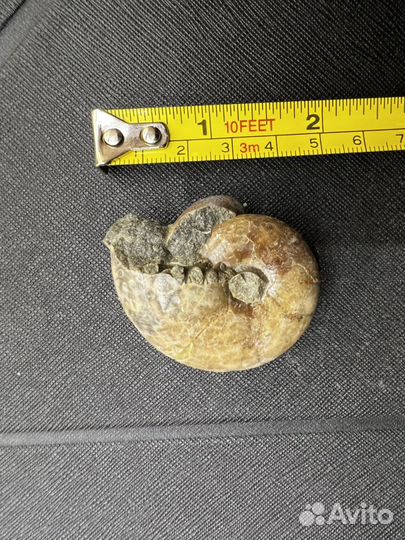 Окаменелости аммониты
