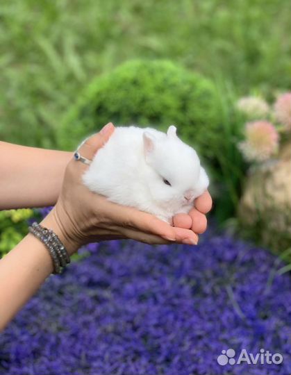 Ваш кролик у нас