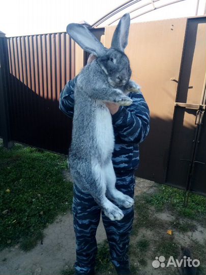 Кролики великаны, Фландр, Ризен