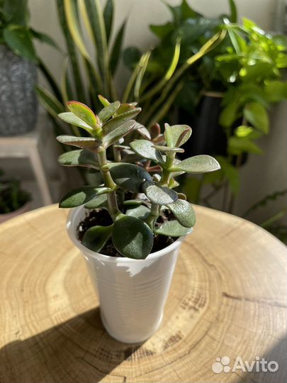 Крассула Минор (суккулент)