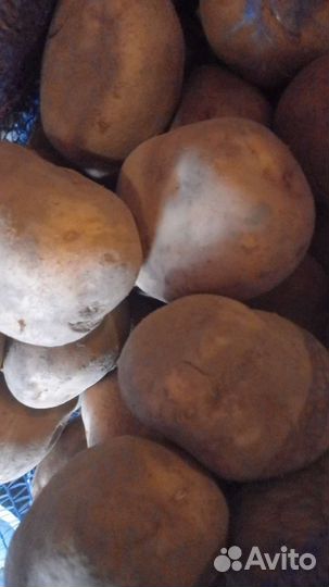 Доставка свежих овощей