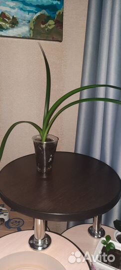 Продам цветы комнатные