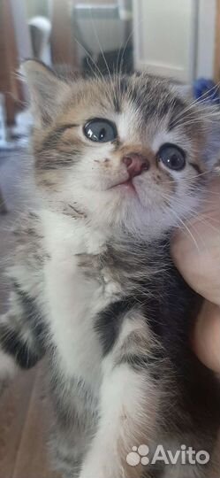 Котёнок