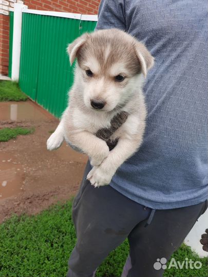 Щенки смесь хаски