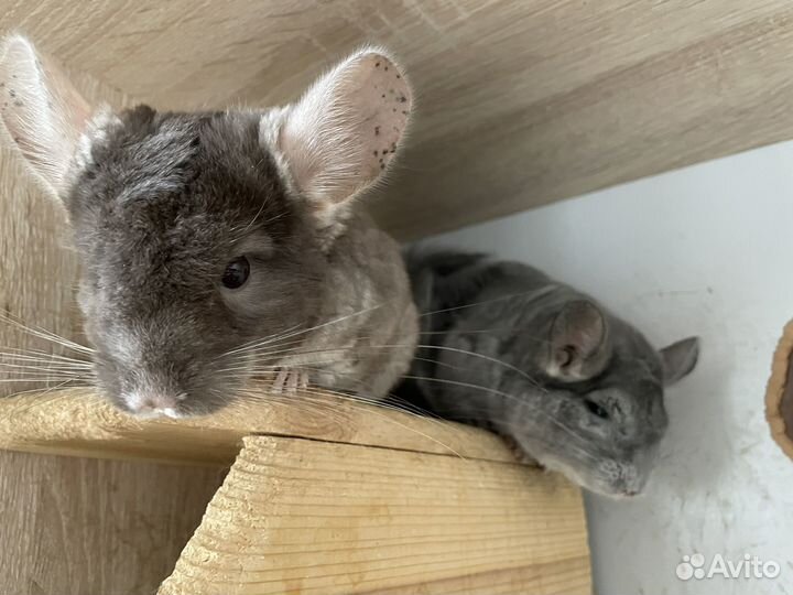 Шиншиллы парами