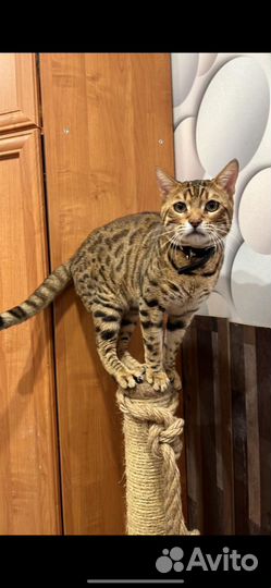 Котята бенгалы девочки и мальчики