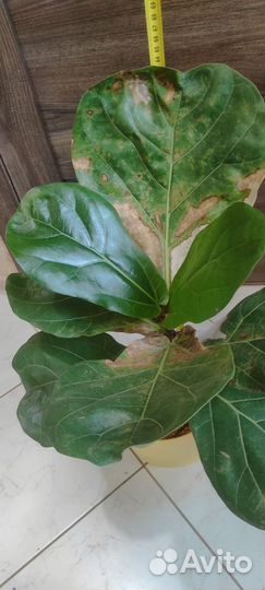 Фикус Лирата Колумнарис