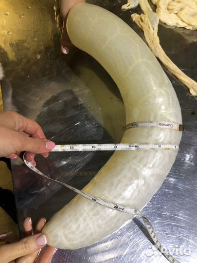 Синюга баранья