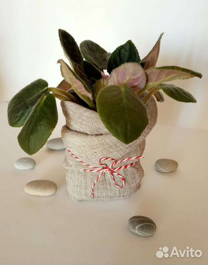 Фиалка комнатная цветущая