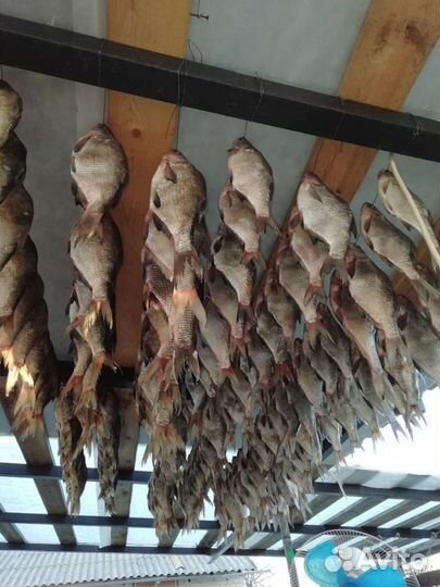 Рыбалка в Астраханской области