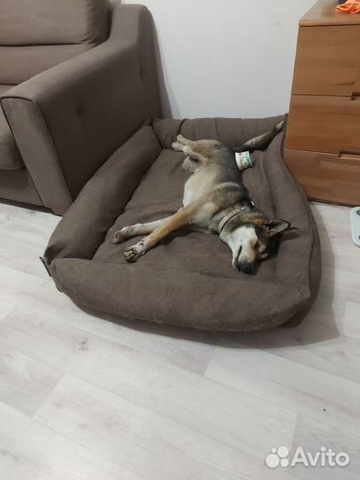 Собака мальчик Дин