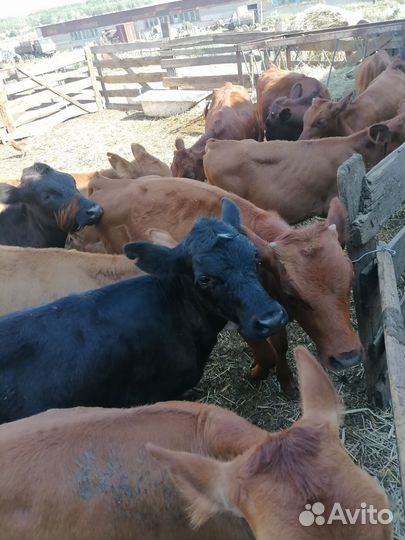 Телята бычки