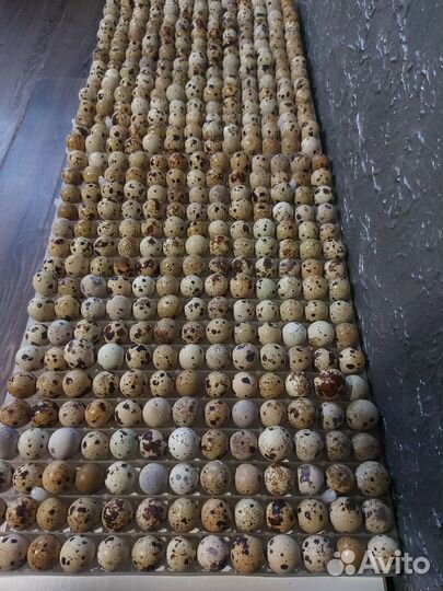 Яйца перепелиные инкубационные